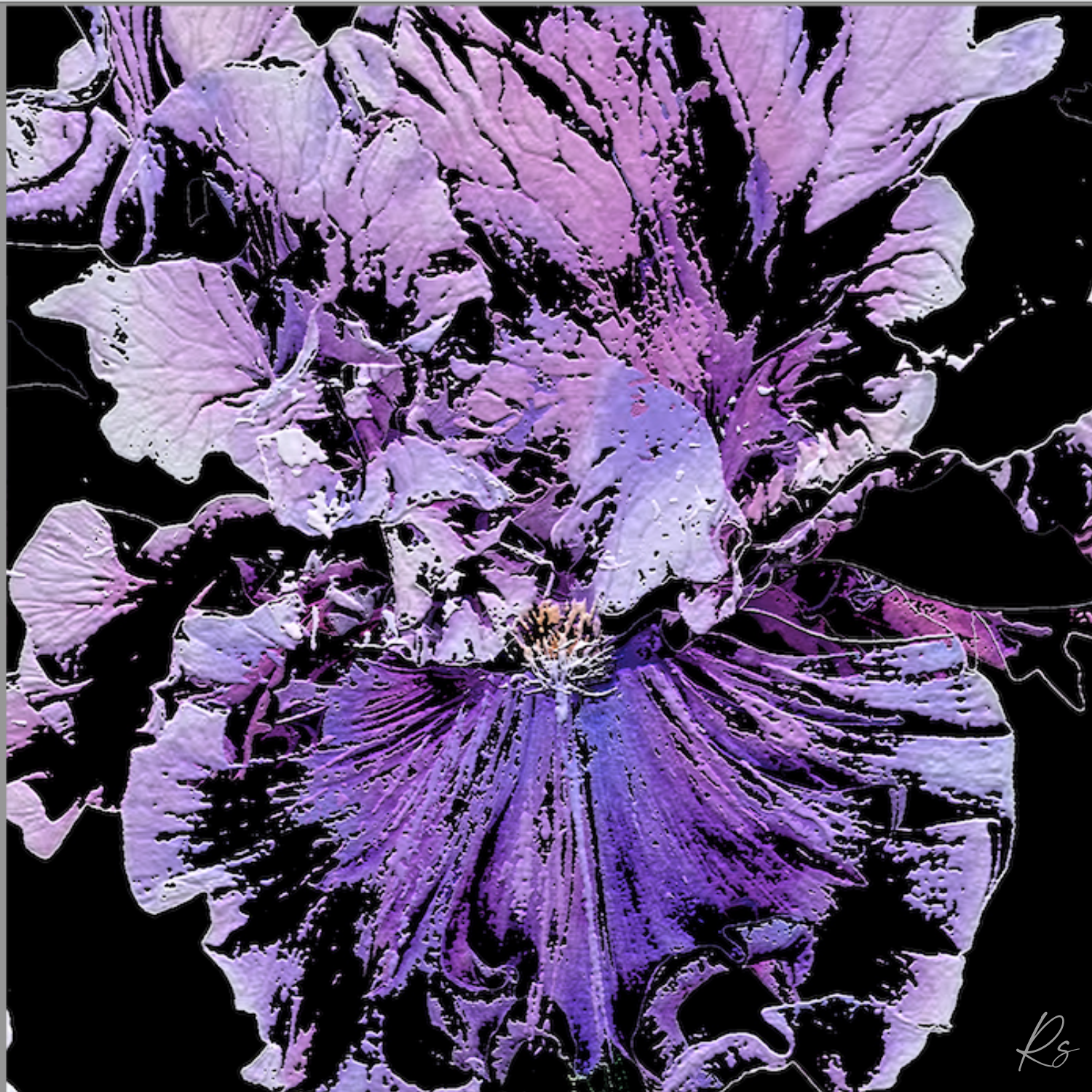 Iris — Full Bloom Collection